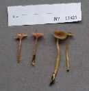 Hygrocybe laeta var. laeta image